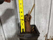 Load image into Gallery viewer, Bald Cypress #2
