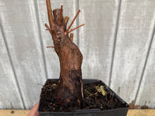 Load image into Gallery viewer, Bald Cypress #6
