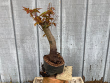 Load image into Gallery viewer, Acer Palmatum, Japanese Maple, #2
