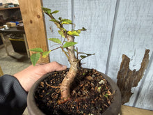 Load image into Gallery viewer, Chinese Elm, Root Cutting #1
