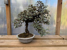 Load image into Gallery viewer, Gumi, Eleagnus, Silverberry, Unique Unknown Variety
