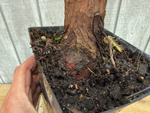 Load image into Gallery viewer, Bald Cypress #6
