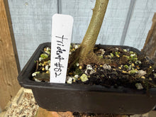 Load image into Gallery viewer, Trident Maple #52

