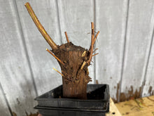 Load image into Gallery viewer, Bald Cypress #2
