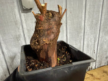 Load image into Gallery viewer, Bald Cypress #1
