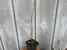 Load image into Gallery viewer, Dawn Redwood (Metasequoia)
