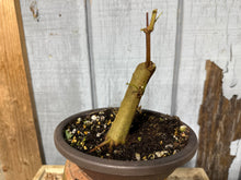 Load image into Gallery viewer, Trident Maple #54
