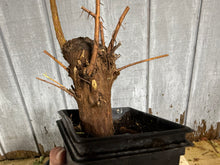 Load image into Gallery viewer, Bald Cypress #2
