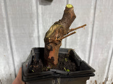Load image into Gallery viewer, Bald Cypress #4
