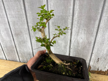 Load image into Gallery viewer, Japanese Crepe Myrtle #1

