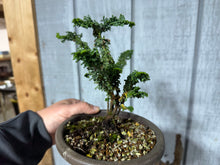 Load image into Gallery viewer, Hinoki Cypress, cutting #1
