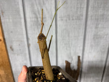 Load image into Gallery viewer, Trident Maple #51
