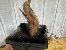 Load image into Gallery viewer, Bald Cypress #4
