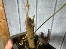Load image into Gallery viewer, Trident Maple #51
