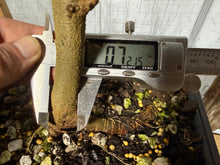 Load image into Gallery viewer, Trident Maple #52
