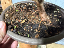 Load image into Gallery viewer, Chinese Elm, Root Cutting #1
