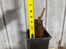 Load image into Gallery viewer, Bald Cypress #1
