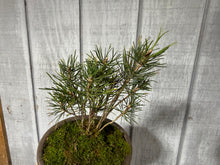 Load image into Gallery viewer, 17 Tree Japanese Black Pine Clump
