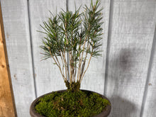 Load image into Gallery viewer, 17 Tree Japanese Black Pine Clump
