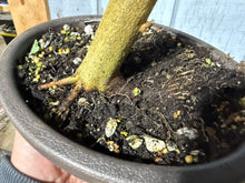 Load image into Gallery viewer, Trident Maple #54
