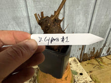 Load image into Gallery viewer, Bald Cypress #1
