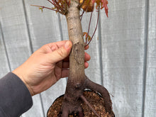 Load image into Gallery viewer, Acer Palmatum, Japanese Maple, #2
