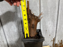 Load image into Gallery viewer, Bald Cypress #3
