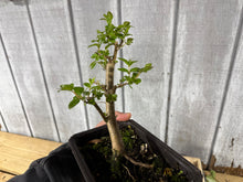 Load image into Gallery viewer, Japanese Crepe Myrtle #1
