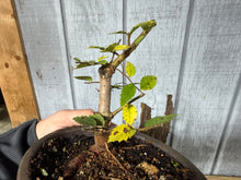 Load image into Gallery viewer, Chinese Elm, Root Cutting #1
