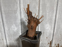 Load image into Gallery viewer, Bald Cypress #3
