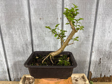 Load image into Gallery viewer, Japanese Crepe Myrtle #1
