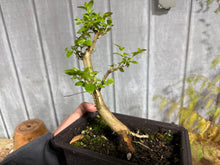 Load image into Gallery viewer, Japanese Crepe Myrtle #1
