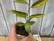 Load image into Gallery viewer, Gumi, Eleagnus, Silverberry, Unique Unknown Variety
