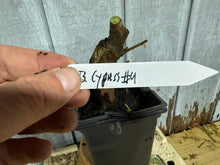 Load image into Gallery viewer, Bald Cypress #4
