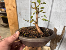 Load image into Gallery viewer, Chinese Elm, Root Cutting #1
