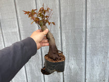 Load image into Gallery viewer, Acer Palmatum, Japanese Maple, #2
