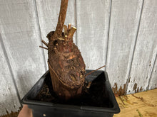 Load image into Gallery viewer, Bald Cypress #1
