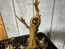 Load image into Gallery viewer, Trident Maple #52
