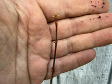 Load image into Gallery viewer, Dawn Redwood (Metasequoia)
