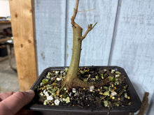 Load image into Gallery viewer, Trident Maple #52
