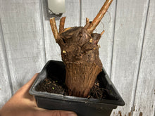 Load image into Gallery viewer, Bald Cypress #1
