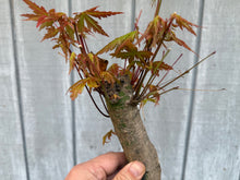 Load image into Gallery viewer, Acer Palmatum, Japanese Maple, #2
