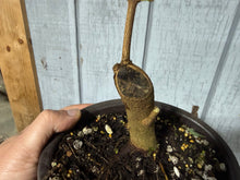 Load image into Gallery viewer, Trident Maple #54
