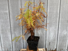 Load image into Gallery viewer, Bald Cypress #6
