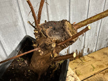 Load image into Gallery viewer, Bald Cypress #2
