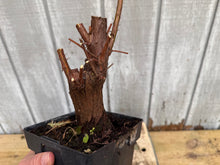 Load image into Gallery viewer, Bald Cypress #6
