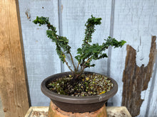 Load image into Gallery viewer, Hinoki Cypress, cutting #1

