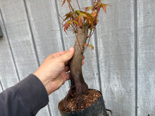 Load image into Gallery viewer, Acer Palmatum, Japanese Maple, #2
