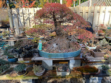 Load image into Gallery viewer, Trident Maple Bare Root -Standard 6-10”
