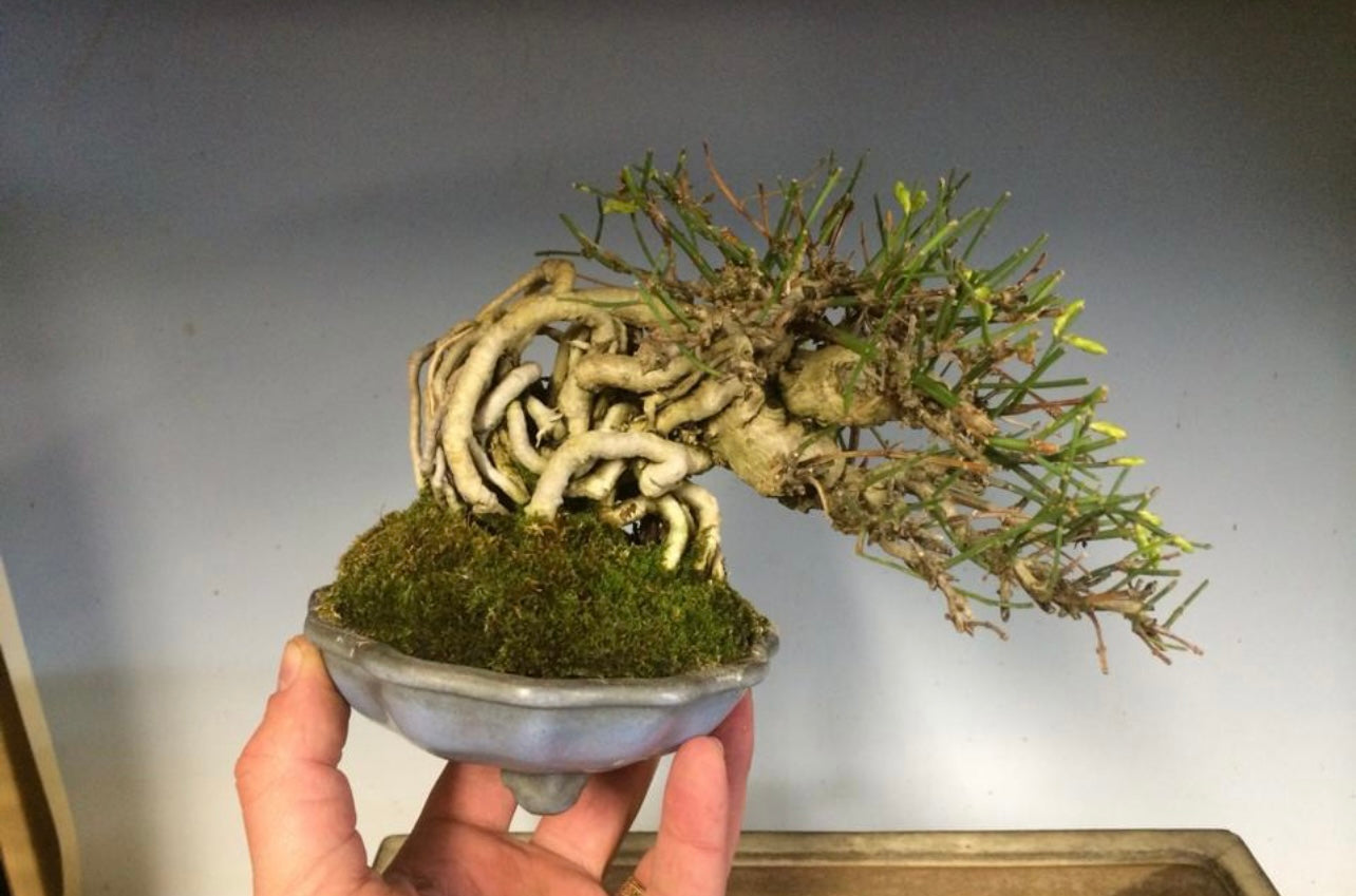 Winter Jasmine – Kaede Bonsai-en
